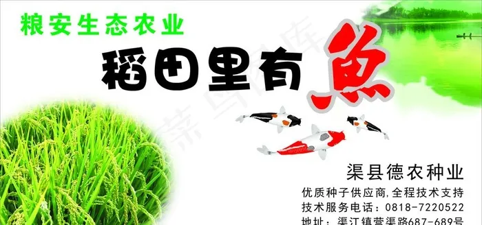 稻田鱼图片cdr矢量模版下载