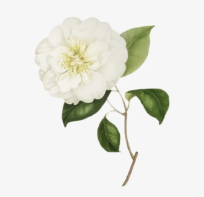 花图片eps,ai矢量模版下载