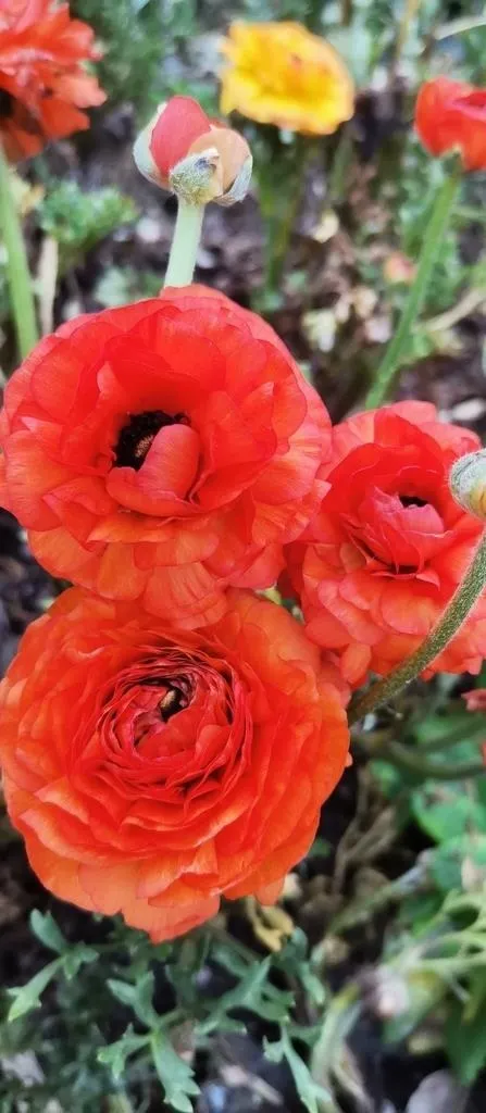 花毛茛图片