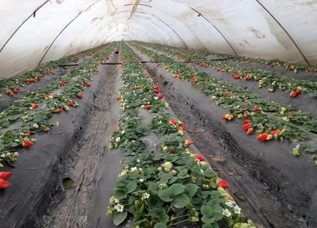 草莓四膜覆盖技术图片