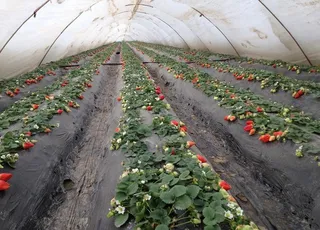 草莓四膜覆盖技术图片