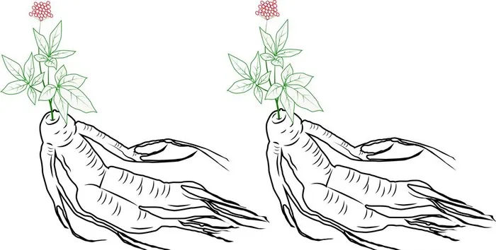 人参图片ai矢量模版下载