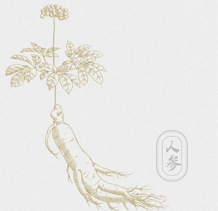 AI矢量人参素材图片ai矢量模版下载
