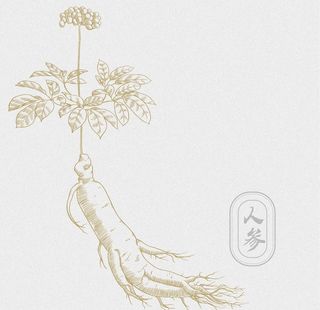 AI矢量人参素材图片