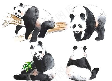 熊猫图片