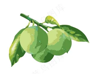 青梅梅子矢量图图片