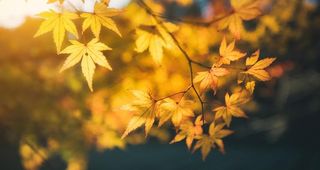 秋叶唯美风景图片