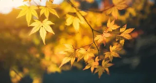 秋叶唯美风景图片