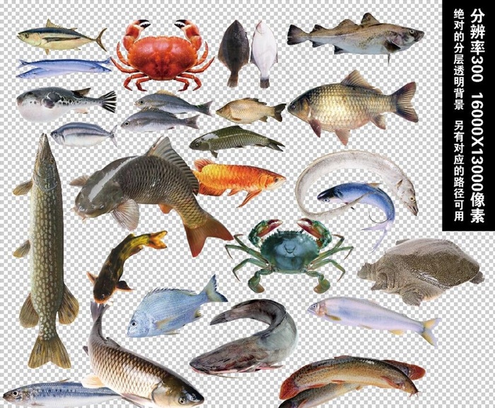 水产鱼类透明背景元素图片