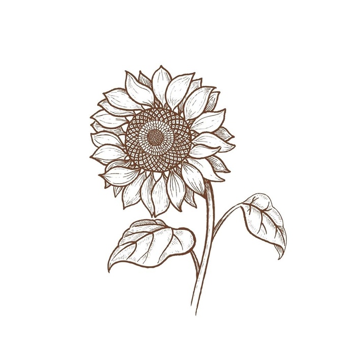 向日葵矢量图片