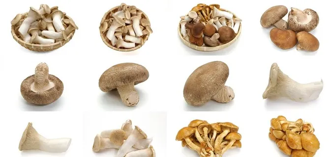 蘑菇图片 蘑菇图片
