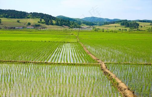 水稻田地图片