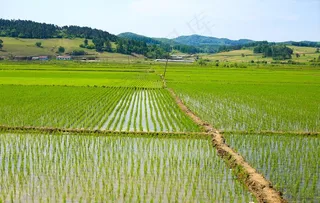 水稻田地图片