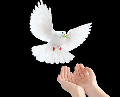 放飞鸽子图片