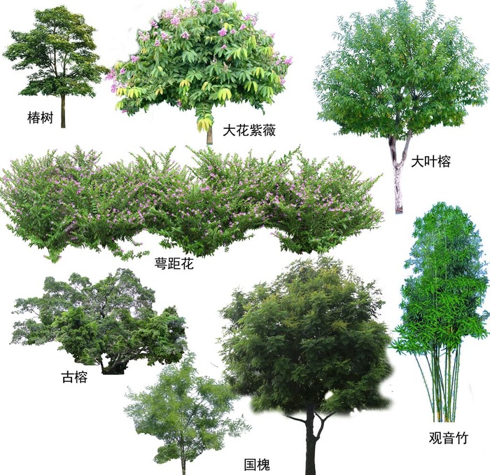树图片(5669x5669)psd模版下载