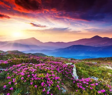 夕阳花海图片 夕阳花海图片