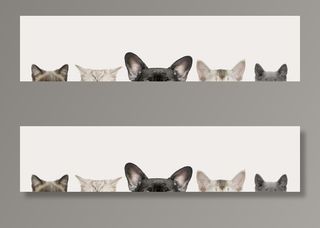 手绘宠物猫狗装饰画图片