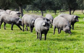 大肥黑猪摄影图片