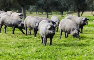 大肥黑猪摄影图片