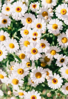 植物花朵春天雏菊花卉室外图片