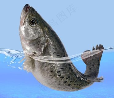 海鲈鱼图片
