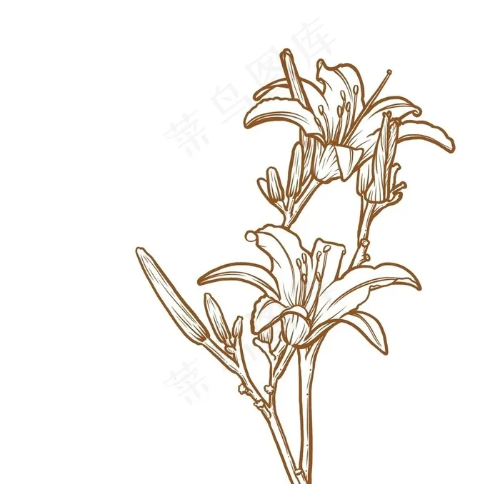 萱草图片
