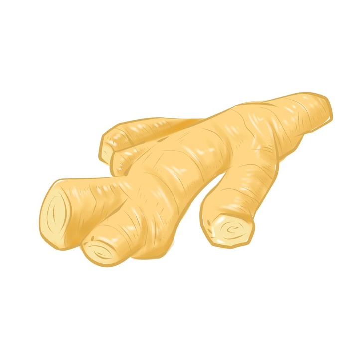 生姜插画素材图片(2000x2000)psd模版下载
