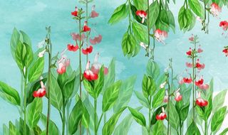 手绘植物花卉图片