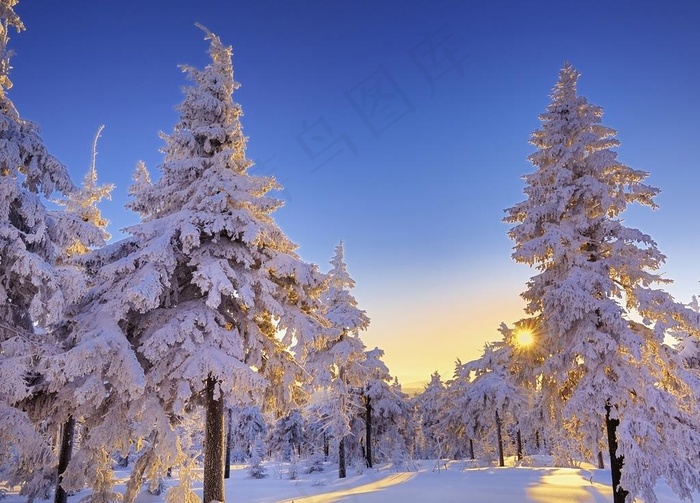雪松图片