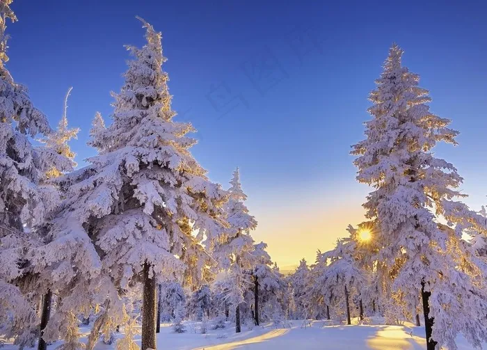 雪松图片