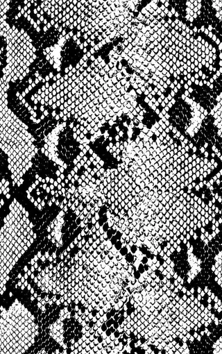 动物纹素材图片