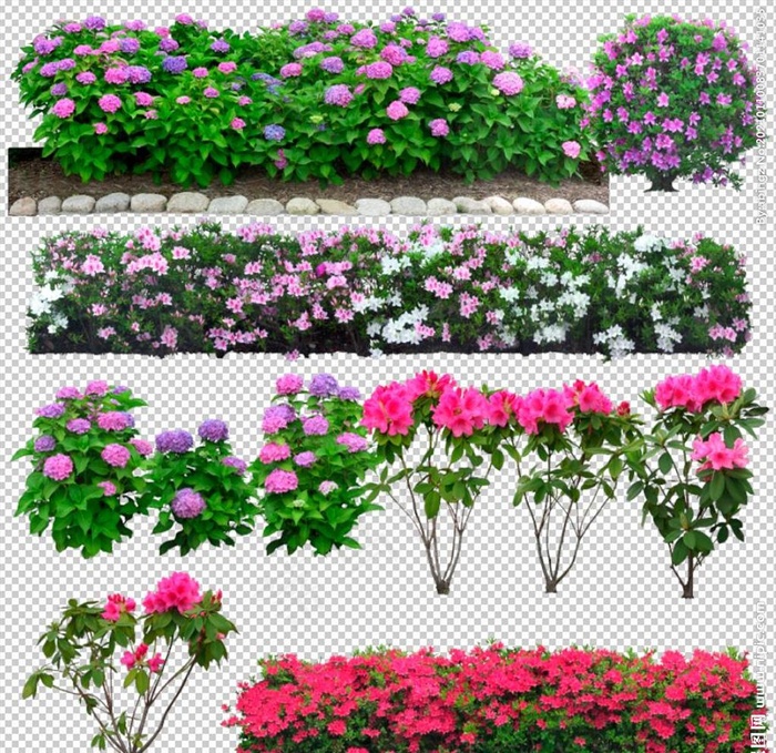 鲜花花卉绿植红花绿叶图片