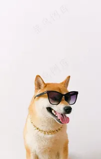 狗狗图片 狗狗图片