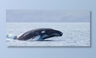 鲸              图片