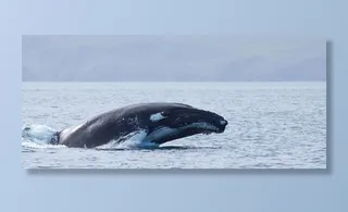 鲸              图片