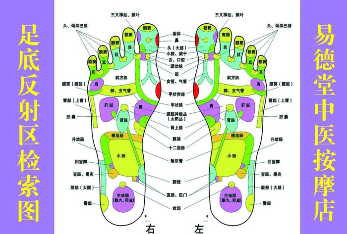 足底反射区检索图图片