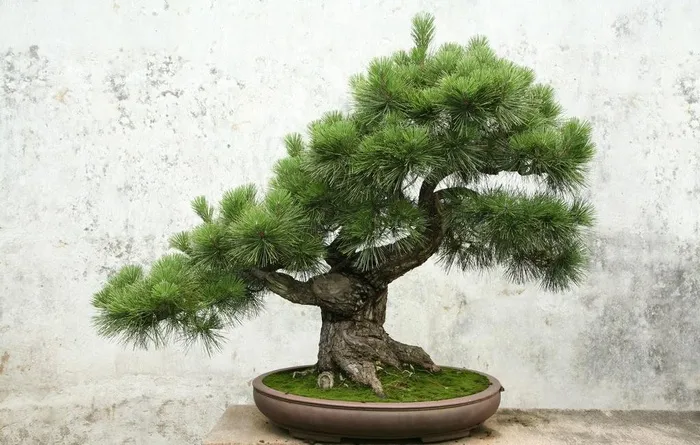 高清盆景图片
