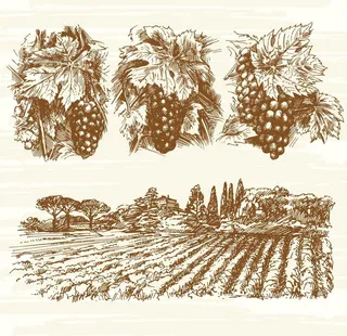 手绘葡萄酒庄图片