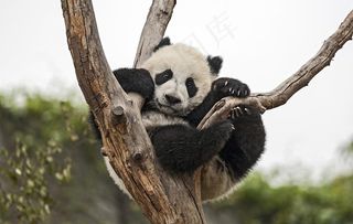 大熊猫图片