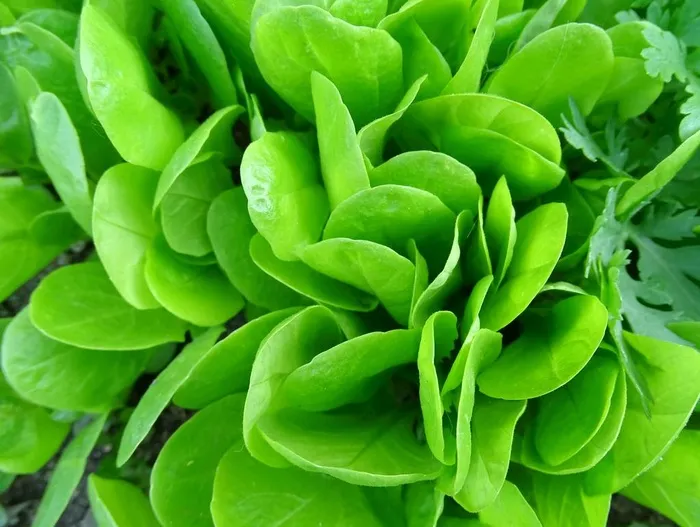 绿色蔬菜图片