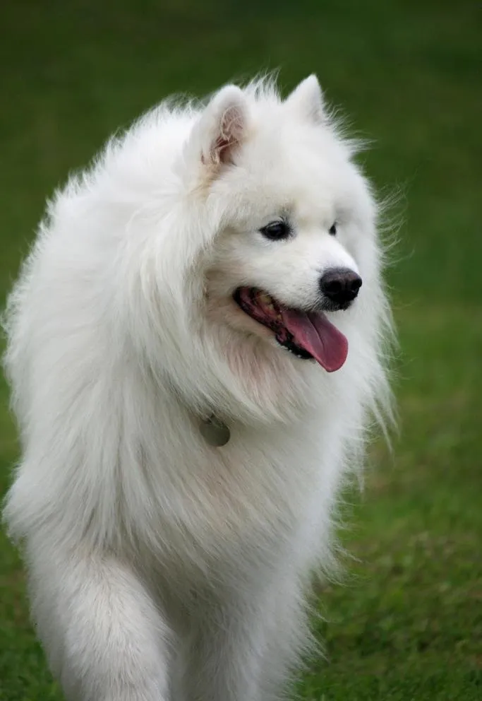 萨摩犬图片