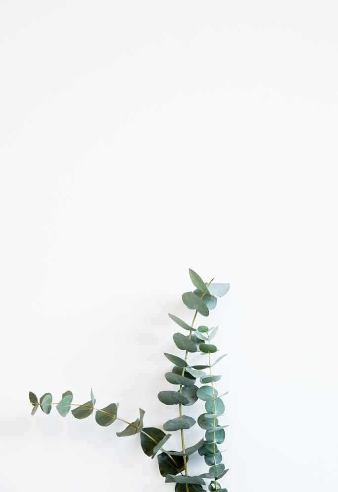 绿植图片
