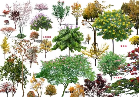 彩叶开花乔木图片