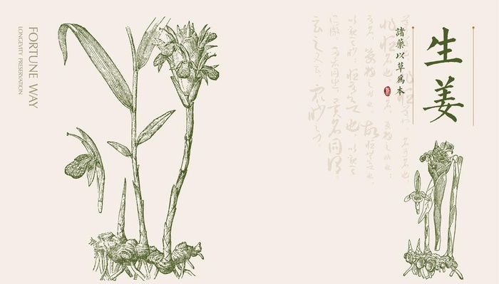 生姜插画图片ai矢量模版下载