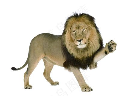 狮子素材图片