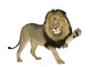 狮子素材图片