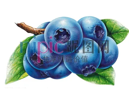 蓝莓图片 蓝莓图片
