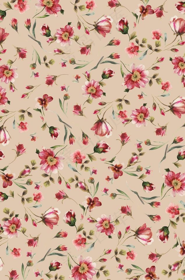 花朵 花卉 欧美印花 各种花图片