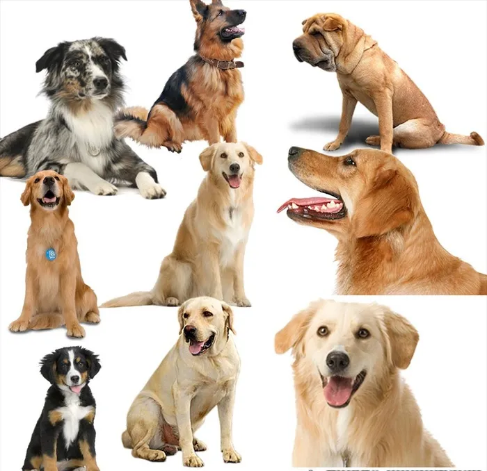 狗png免扣图片(3780x3780)psd模版下载