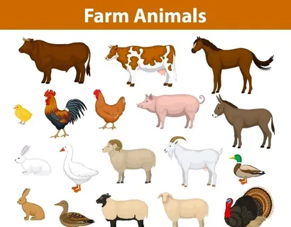 动物图片 动物图片